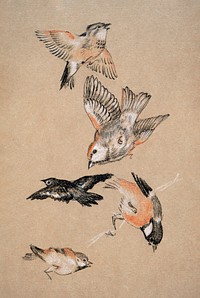 Love leading the Pilgrim - Study of Birds: Finches (1897) drawing in high resolution by Sir Edward Burne&ndash;Jones. Original from Birmingham Museum and Art Gallery. Digitally enhanced by rawpixel.