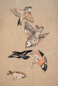 Love leading the Pilgrim - Study of Birds: Finches (1897) drawing in high resolution by Sir Edward Burne–Jones. Original from Birmingham Museum and Art Gallery. Digitally enhanced by rawpixel.