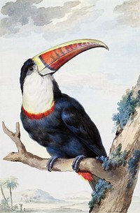 Red-billed Toucan (1748) painting in high resolution by Aert Schouman. Original from The Rijksmuseum. Digitally enhanced by rawpixel.