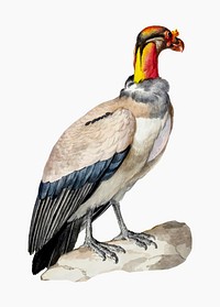 King vulture illustration vector, remixed from artworks by Aert Schouman