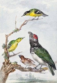 Four Different Birds on a Branch (ca. 1730–1792) painting in high resolution by Aert Schouman. Original from the Rijksmuseum. Digitally enhanced by rawpixel.