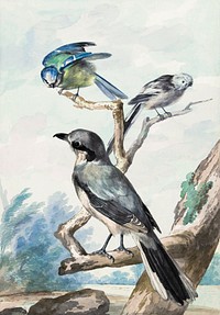 Three birds: a Long-tailed Tit, a Blue Tit and a Great Gray Shrike or Great Shrike (1756) painting in high resolution by Aert Schouman. Original from the Rijksmuseum. Digitally enhanced by rawpixel.