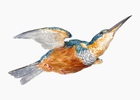 Kingfisher illustration vector, remixed from artworks by Aert Schouman