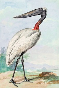 Jabiru (1770) painting in high resolution by Aert Schouman. Original from the Rijksmuseum. Digitally enhanced by rawpixel.