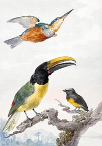 Three Birds: a Kingfisher, a Prince von Wied's Toucan and an sparrow (ca. 1720–1792) painting in high resolution by Aert Schouman. Original from the Rijksmuseum. Digitally enhanced by rawpixel.