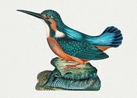 Vintage kingfisher, bird watercolor painting, remixed from artworks by James Bolton