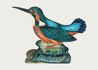 Vintage kingfisher sticker, bird watercolor painting vector, remixed from artworks by James Bolton