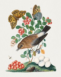 Northern Wheatear, Cowberry and Silver-washed Fritillary and Long-legged Fly from the Natural History Cabinet of Anna Blackburne (1768) painting in high resolution by James Bolton. Original from The Yale University Art Gallery. Digitally enhanced by rawpixel.