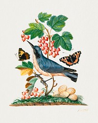 Subalpine warbler and eggs, strawberry, Red Admiral, wasp cocoon, ants and cocoons from the Natural History Cabinet of Anna Blackburne (1768) painting in high resolution by James Bolton. Original from The Yale University Art Gallery. Digitally enhanced by rawpixel.