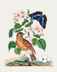 Spotted flycatcher and eggs, bramble and Purple Emperor and longhorned beetle from the Natural History Cabinet of Anna Blackburne (1768) painting in high resolution by James Bolton. Original from The Yale University Art Gallery. Digitally enhanced by rawpixel.