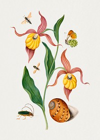 Lady's slipper orchid, tiphiid wasp, Orange Tip, soldier fly, longhorned beetle and shell from the Natural History Cabinet of Anna Blackburne (1768) painting in high resolution by James Bolton. Original from The Yale University Art Gallery. Digitally enhanced by rawpixel.