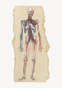 Human body illustration, vintage artwork, ripped paper badge