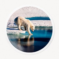 Polar bear in circle frame, wildlife image
