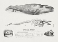 Gigantic Whale: The Greenland Whale (or Baloena Musculus), Blue Whale, Balaenoptera musculus (Linnaeus,1758) (1832) by George Johann Scharf. Original from Museum of New Zealand. Digitally enhanced by rawpixel.