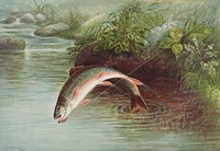 Leaping Brook Trout chromolithograph (1874) by Samuel Kilbourne. Original from Museum of New Zealand. Digitally enhanced by rawpixel.