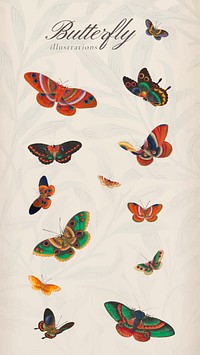 Vintage butterfly and insect illustrations set vector