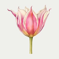 Pink tulip flower vector hand drawn