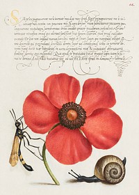 Terrestrial Mollusk, Poppy Anemone, and Crane Fly from Mira Calligraphiae Monumenta or The Model Book of Calligraphy (1561&ndash;1596) by Georg Bocskay and Joris Hoefnagel. Original from The Getty. Digitally enhanced by rawpixel. 