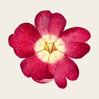 Red primrose flower vector hand drawn