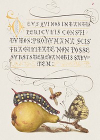 Fly, Caterpillar, Pear, and Centipede from Mira Calligraphiae Monumenta or The Model Book of Calligraphy (1561&ndash;1596) by Georg Bocskay and Joris Hoefnagel. Original from The Getty. Digitally enhanced by rawpixel. 