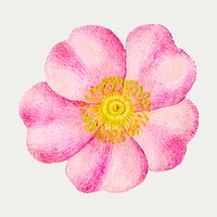 Eglantine pink flower vector hand drawn