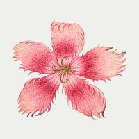 Pink Dianthus flower vector botanical illustration