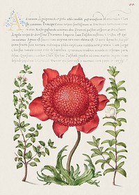 Basil Thyme, Poppy Anemone, and Myrtle from Mira Calligraphiae Monumenta or The Model Book of Calligraphy (1561&ndash;1596) by Georg Bocskay and Joris Hoefnagel. Original from The Getty. Digitally enhanced by rawpixel. 