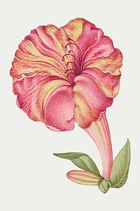 Hand drawn marvel of Peru vector floral illustration