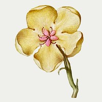 Vintage yellow hellebore blooming illustration vector