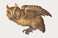 Hand drawn vintage vector owl bird