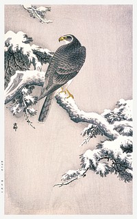 Goshawk on Snow-covered Pine Bough by <a href="https://www.rawpixel.com/search/Ohara%20Koson?sort=curated&amp;page=1">Ohara Koson</a> (1877&ndash;1945). Original from the Los Angeles County Museum of Art. Digitally enhanced by rawpixel.