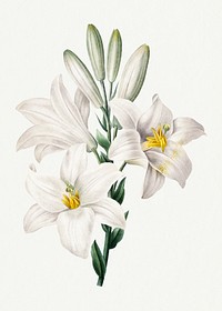 Madonna Lily flower psd botanical art print, remixed from artworks by Pierre-Joseph Redout&eacute;