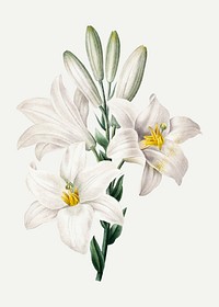 Madonna Lily flower vector botanical art print, remixed from artworks by Pierre-Joseph Redouté