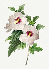 Vintage Hibiscus flower psd botanical art print, remixed from artworks by Pierre-Joseph Redout&eacute;