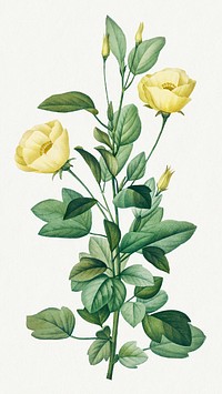 Reduta Heterophylla flower psd vintage botanical art print, remixed from artworks by Pierre-Joseph Redout&eacute;