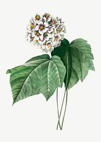 Dombeya Amelia flower vector vintage botanical art print, remixed from artworks by Pierre-Joseph Redouté