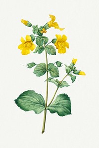 Mimulus flower psd vintage botanical art print, remixed from artworks by Pierre-Joseph Redout&eacute;