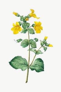 Mimulus flower vector vintage botanical art print, remixed from artworks by Pierre-Joseph Redout&eacute;