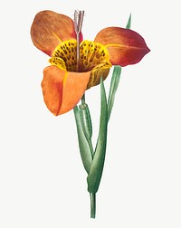 Mexican Shell flower vector botanical art print, remixed from artworks by Pierre-Joseph Redout&eacute;