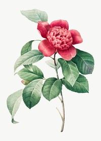 Red Anemone Camellia flower vector botanical illustration, remixed from artworks by Pierre-Joseph Redout&eacute;