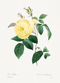 Yellow Rose by <a href="https://www.rawpixel.com/search/redoute?sort=curated&amp;page=1">Pierre-Joseph Redout&eacute;</a> (1759&ndash;1840). Original from Biodiversity Heritage Library. Digitally enhanced by rawpixel.