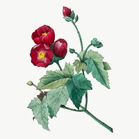 Vintage Purple Mallow flower vector botanical illustration, remixed from artworks by Pierre-Joseph Redout&eacute;
