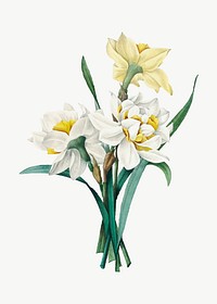 Double Daffodil flower vector botanical illustration, remixed from artworks by Pierre-Joseph Redouté