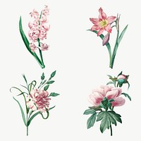 Botanical pink flower vector art print set, remixed from artworks by Pierre-Joseph Redouté