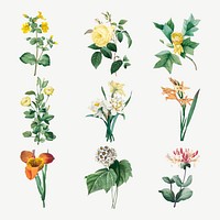 Botanical flower vector art print set, remixed from artworks by Pierre-Joseph Redout&eacute;