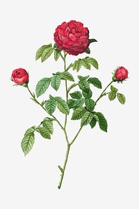 Vintage Rosa Indica Stelligera vector