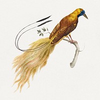 Bird of Paradise on a tree branch vintage illustration
