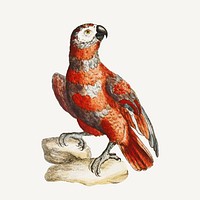 Parrot vintage illustration vector