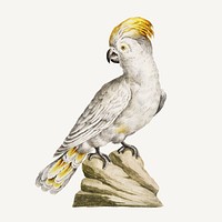 Cockatoo bird vintage illustration vector