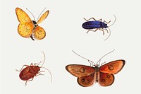 Butterfly, moth and bugs vintage drawing vector collection